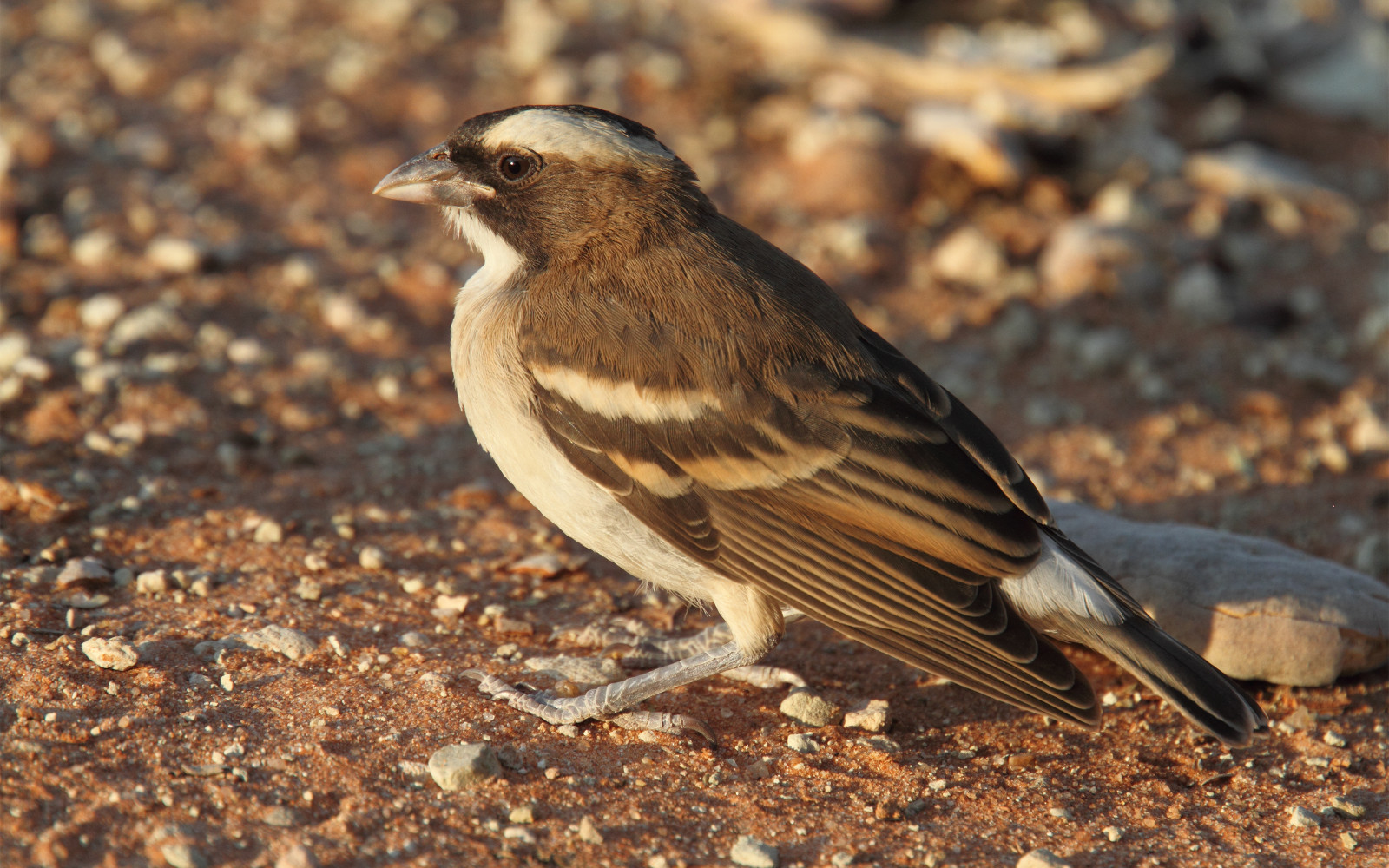 image White-browed Sparrow-Weaver